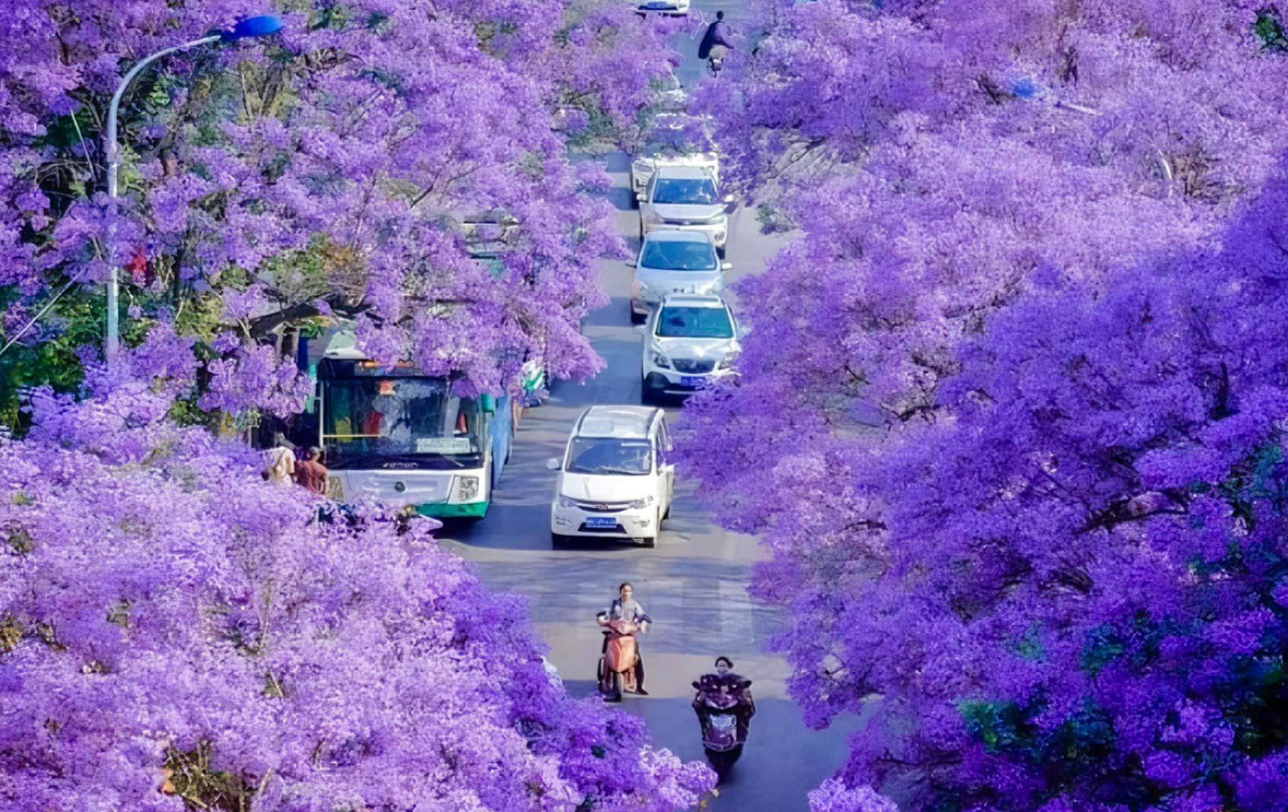 CÔN MINH - MÙA HOA PHƯỢNG TÍM